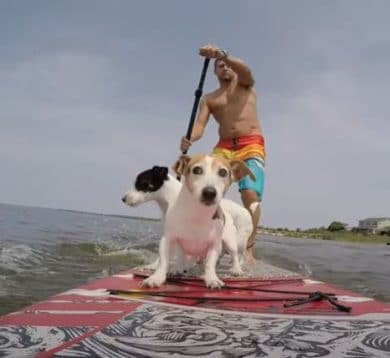 SUP Dog: disfrutar del paddle surf con tus perros es posible y divertido