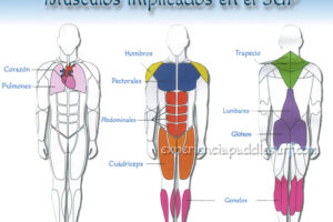 Descubre qué músculos son los más exigidos en Paddle Surf